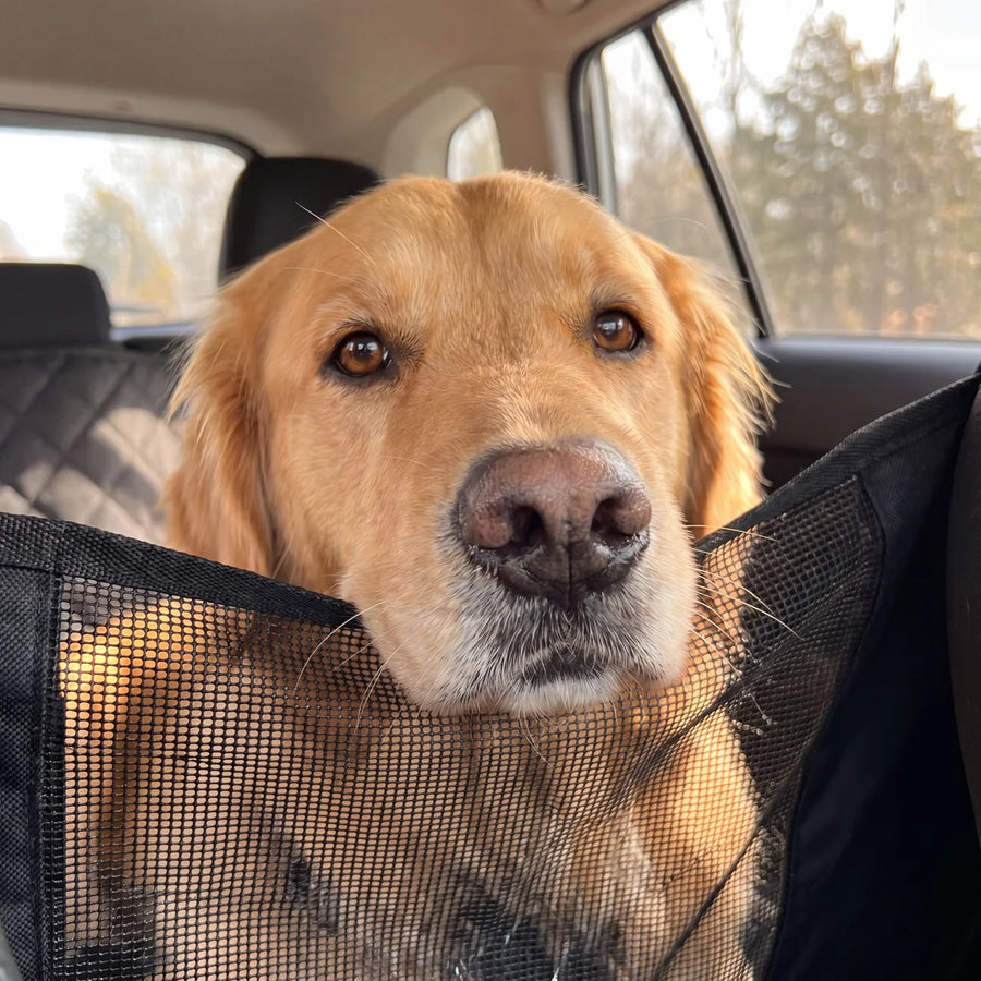 This good boy deserves freedom..